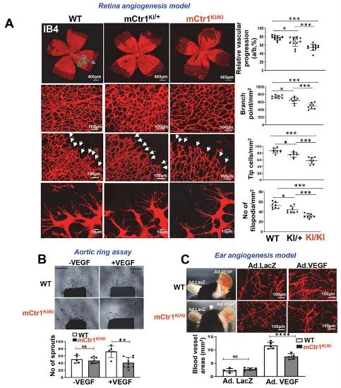 mCTR1-C187A KI降低小鼠血管生成