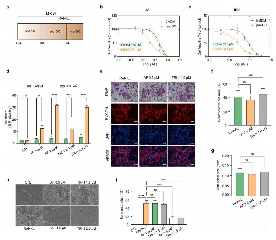 BMDMs(骨髓来源巨噬细胞)和pre-OCs(前破骨细胞)对TXNRD1抑制剂的敏感性
