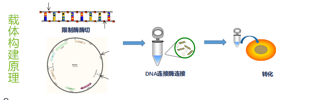 pCMV-V5-STUB1(human)