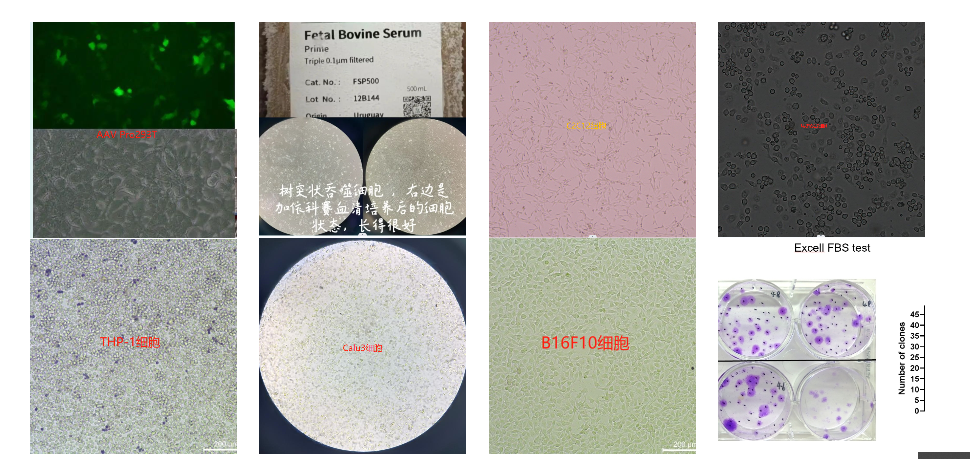 优级胎牛血清Fetal Bovine Serum