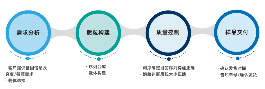 突变/截短质粒构建