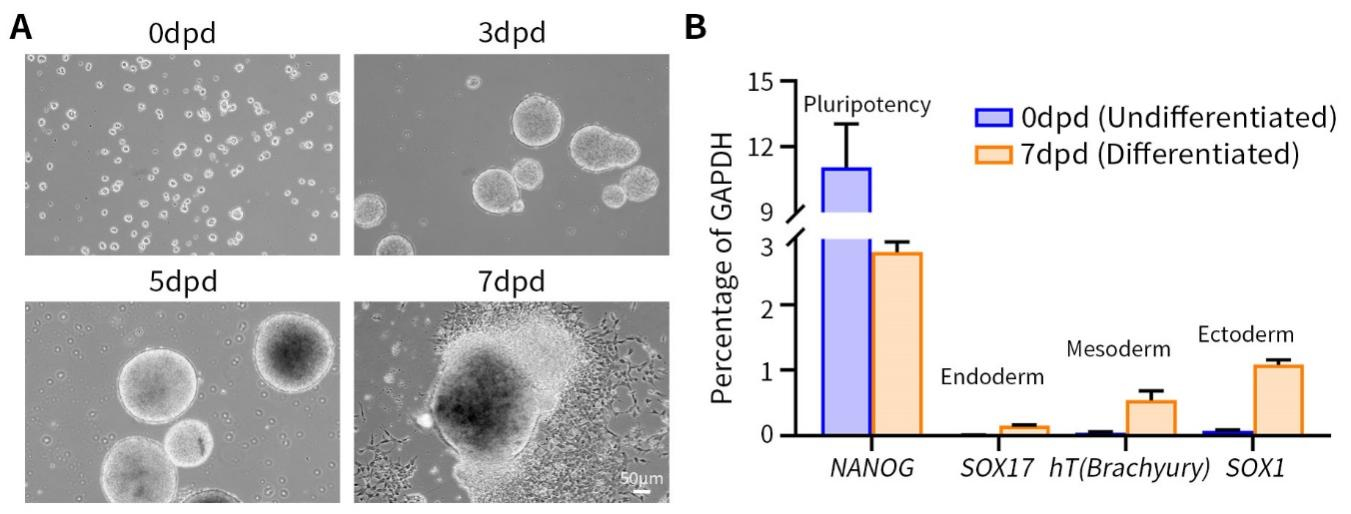 BeyoES™人多能干细胞培养液