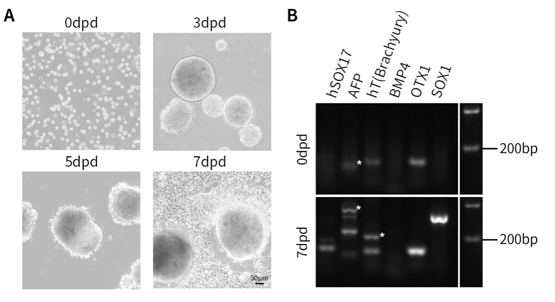 BeyoES™人多能干细胞培养液