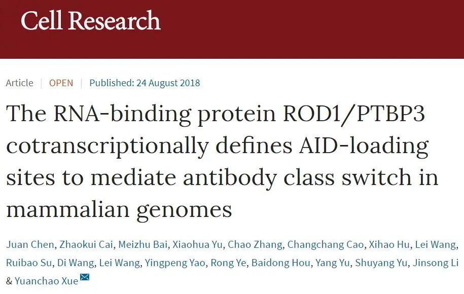 AID的共辅助因子ROD1（RNA结合蛋白）
