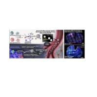 包载雷帕霉素（RAPA）的聚（乳酸-乙醇酸）PLGA纳米粒子被中性粒细胞膜和巨噬细胞膜包裹