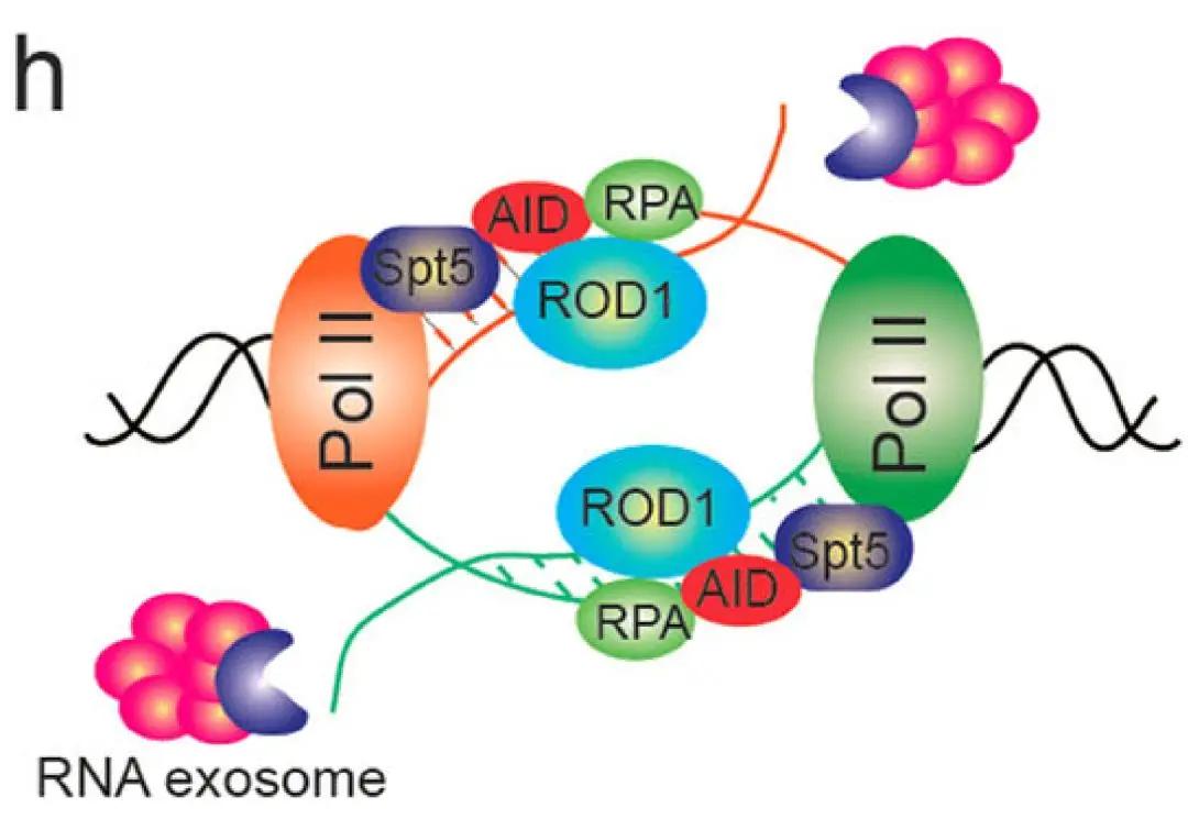 ROD1通过结合启动子区和增强子区双向转录产生的新生RNA而募集AID