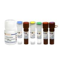 大肠杆菌DNA残留探针法qPCR检测试剂盒