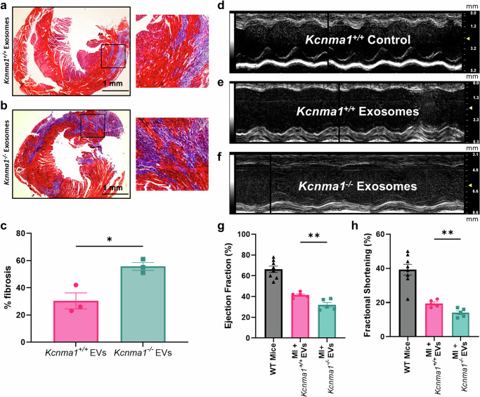 外泌体技术服务 外泌体技术服务