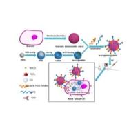 负载羰基锰（MnCO₃）的中空介孔二氧化硅（HMSN）纳米粒子被中性粒细胞膜包裹