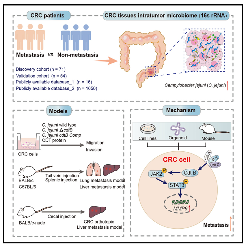 文献传递 | Cell Host &amp; Microbe |空肠弯曲菌衍生的细胞致死性膨胀毒素促进结直肠癌转移