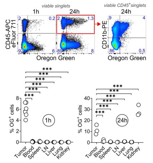 微粒胶选择性与髓系(CD11b+)细胞相互作用