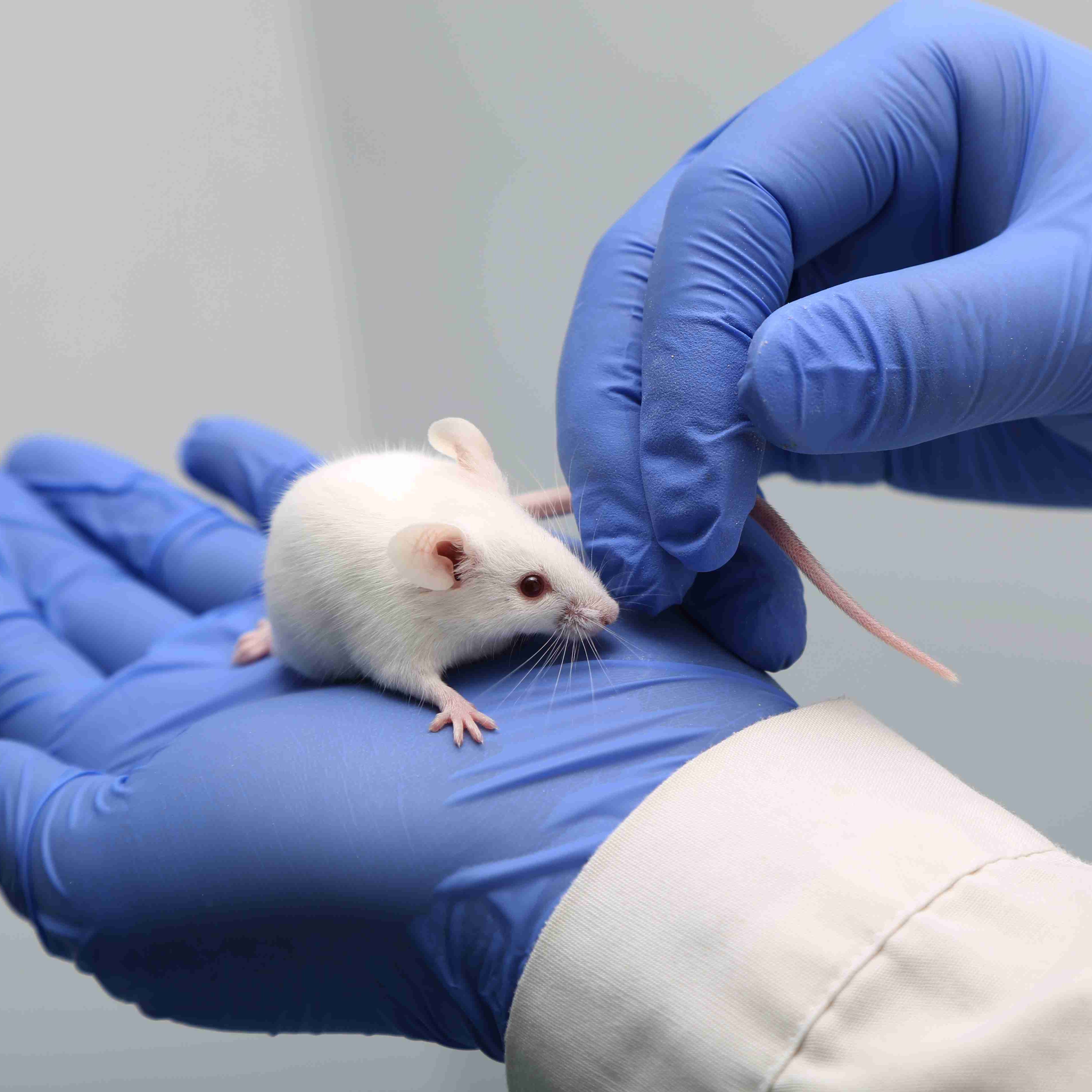 高度免疫缺陷大鼠F344RG