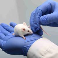 高度免疫缺陷大鼠F344RG