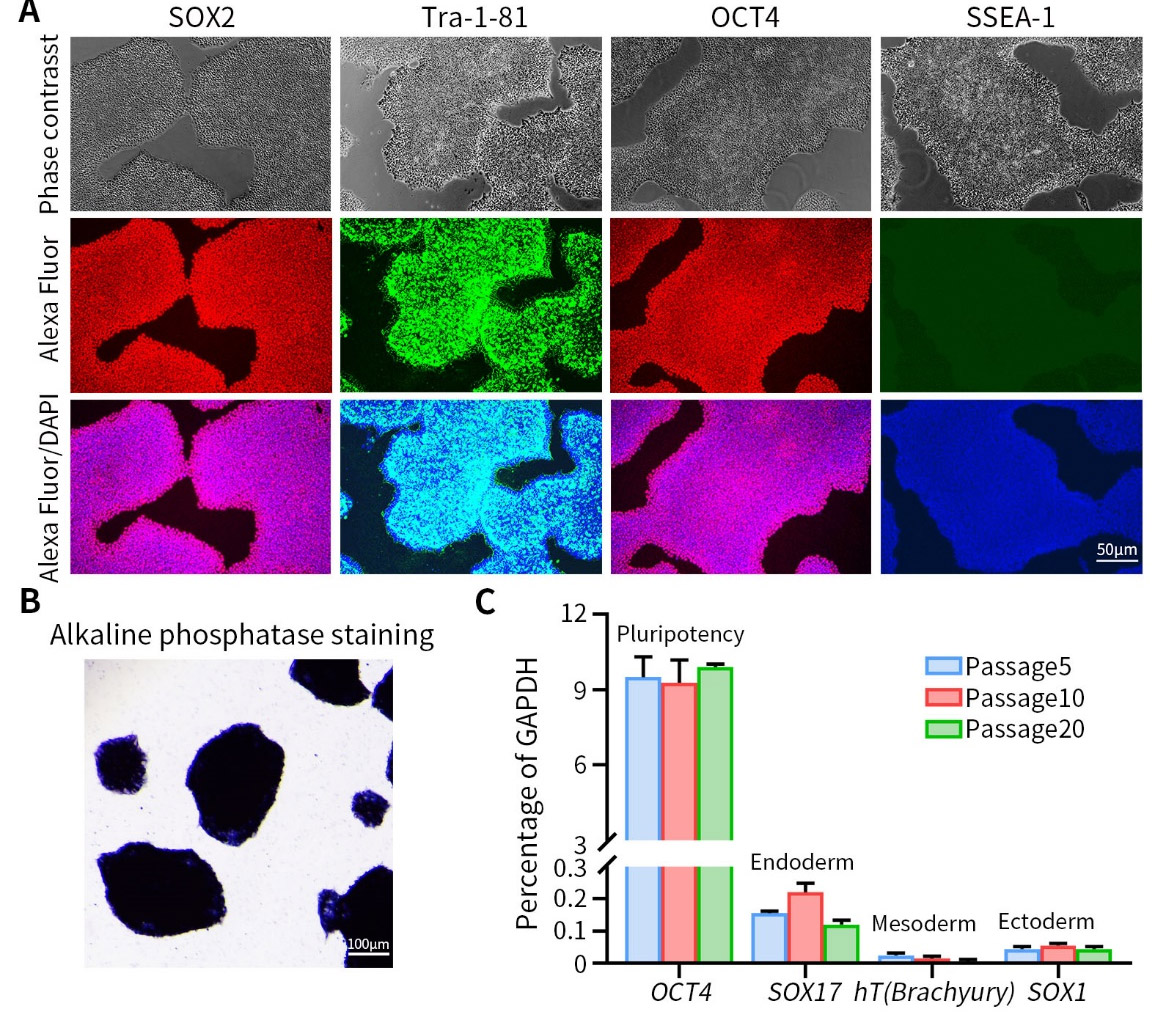 BeyoES™人多能干细胞培养液