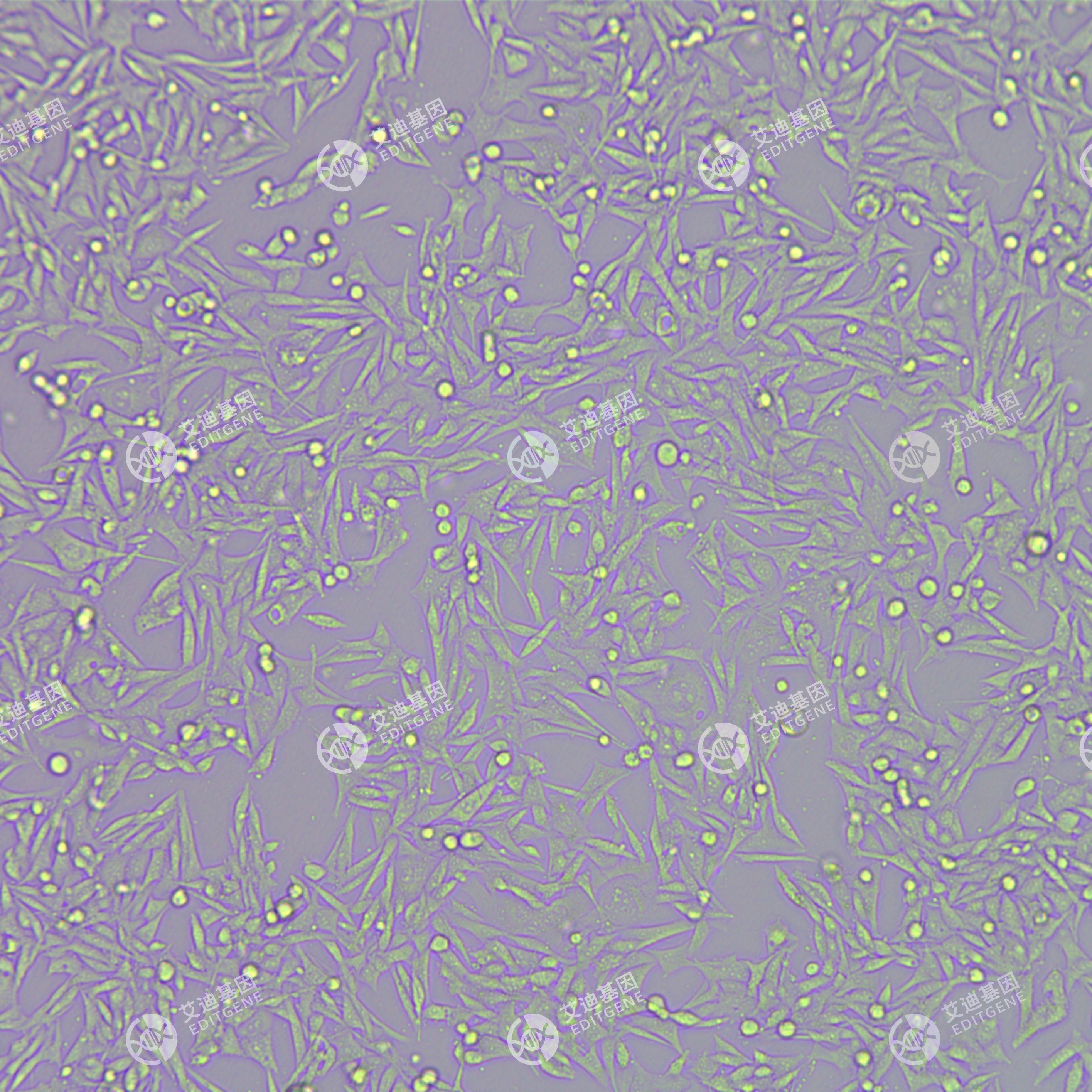 STUB1基因敲除细胞(MB49)