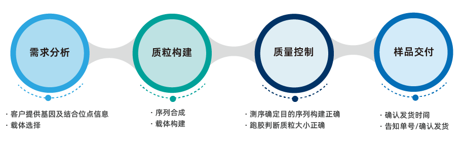 荧光素酶报告基因质粒构建