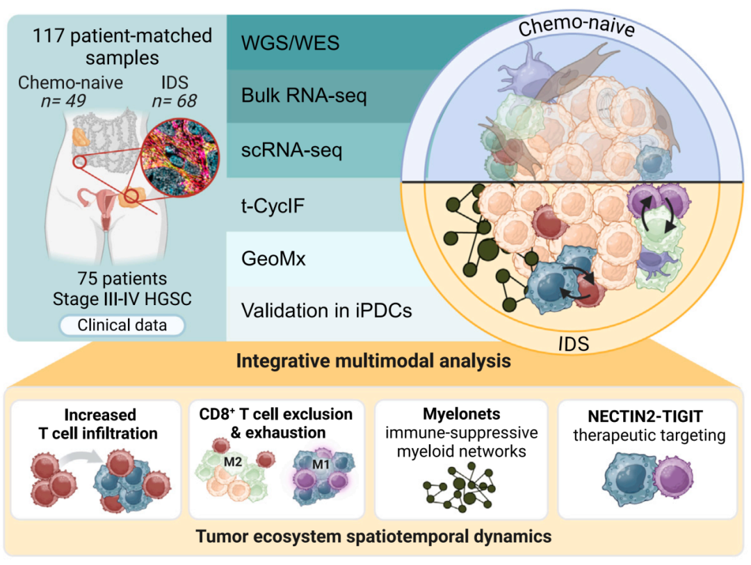 化疗后T细胞为何失效?多组学研究揭示卵巢癌免疫治疗新突破