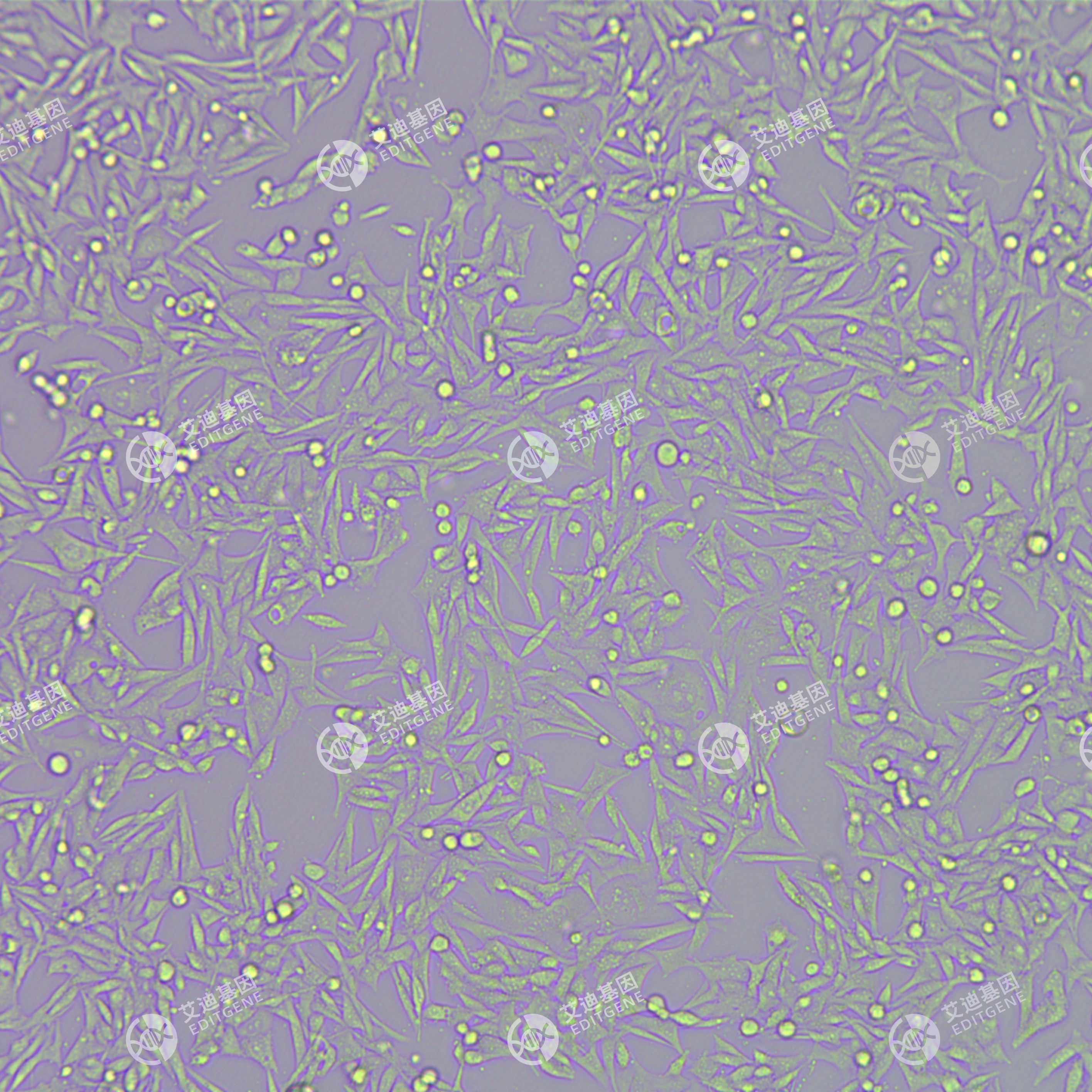 STUB1基因敲除细胞(MB49)