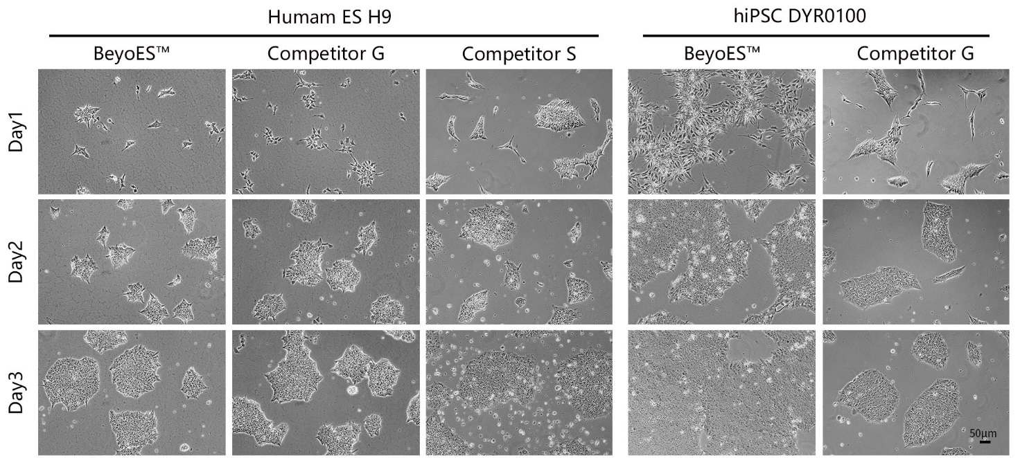 BeyoES™人多能干细胞培养液
