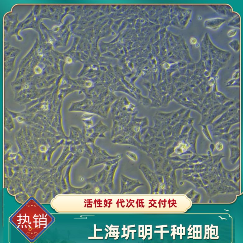 人胰腺癌细胞;SUIT-2(圻明细胞库ATCC引种代购)