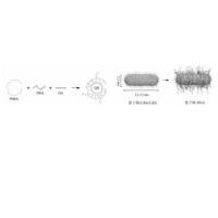 棒状量子点被DNA修饰