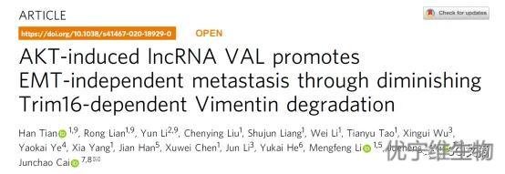 AKT信号通路通过LncRNA VAL抑制vimentin蛋白降解从而促进肺癌EMT非依赖的转移