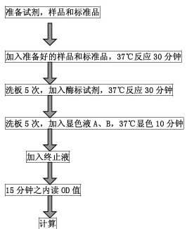 膜联蛋白A6试剂盒说明书
