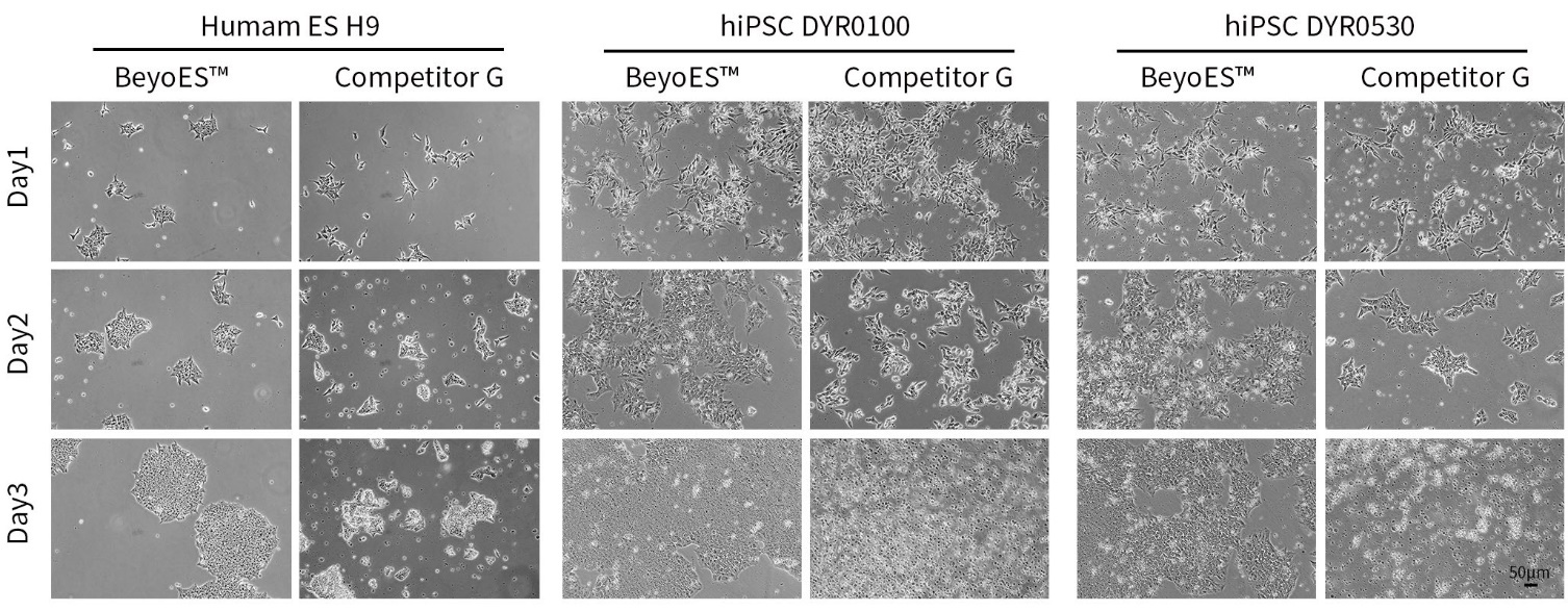 BeyoES™人多能干细胞培养液