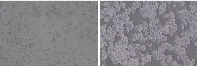 细胞培养瓶内的细胞抱团应该怎么办