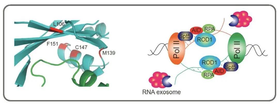 ROD1（绿色）与AID（青色）形成稳定的复合物