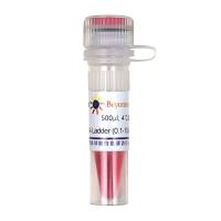 DNA Ladder (0.1-10 kb, 21 bands, with BeyoRed)