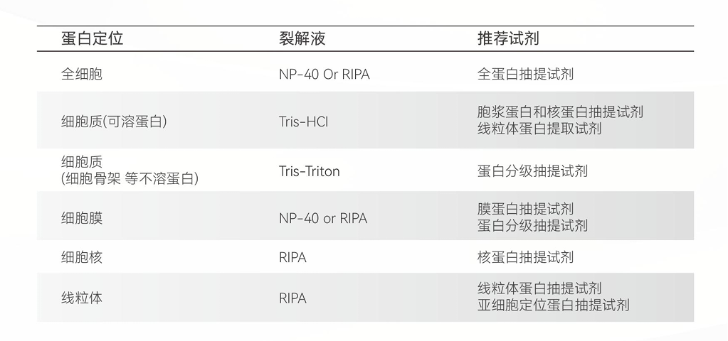 Western Blot 实验进阶 - 如何做好磷酸化蛋白WB 检测？