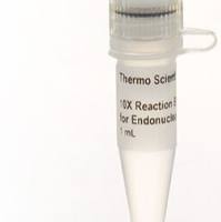 核酸内切酶 IV，大肠杆菌（2 U/μL）