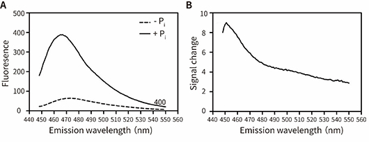 Phosphate Sensor Assay Kit (磷酸