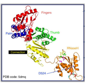 技术革新 | 新一代进化逆转录酶引领全预混试剂的创新突破