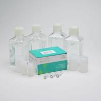 WB检测试剂盒（选配二抗、PVDF膜及相关缓冲液、ECL试剂）