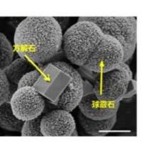 包载赖氨酸(Lys)的球霰石被聚 (4- 苯乙烯磺酸钠)(PSS)修饰
