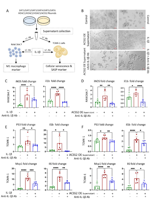 image.png 肾纤维化背后的神秘 “推手” 竟是它?