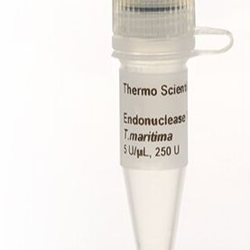 核酸内切酶V(海栖热袍菌)(5 U/μL)
