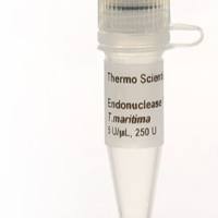 核酸内切酶V（海栖热袍菌）(5 U/μL)