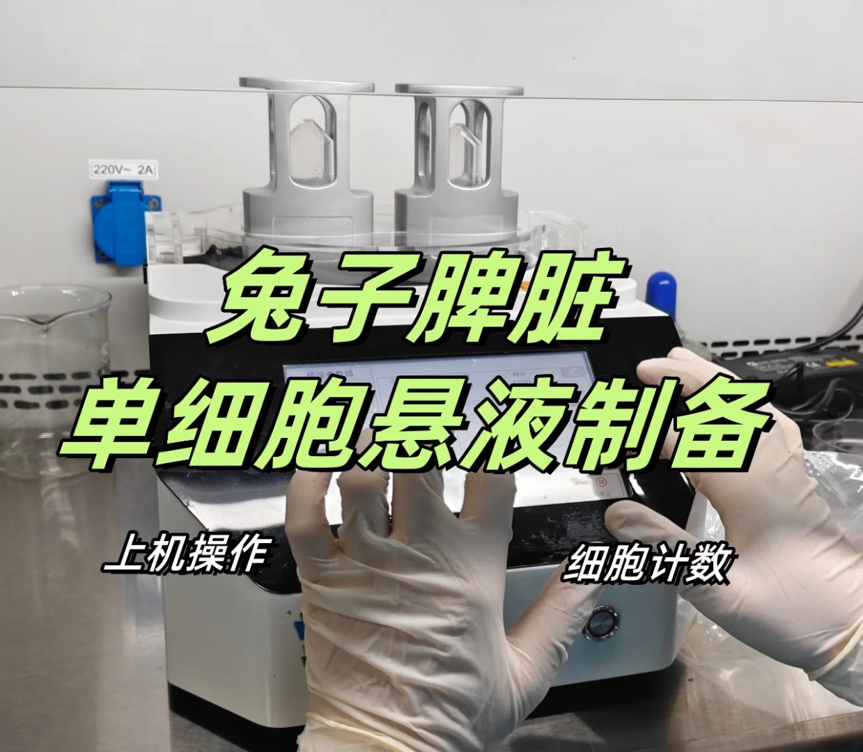 实验必备：兔子脾脏单细胞悬液制备仪操作攻略