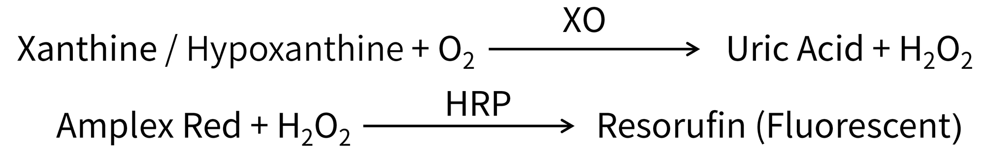 Amplex Red黄嘌呤/次黄嘌呤检测试剂盒