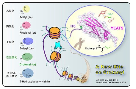 image.png 肾纤维化背后的神秘 “推手” 竟是它?