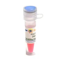 DNA Ladder (100-600bp, 6 bands, with BeyoRed)