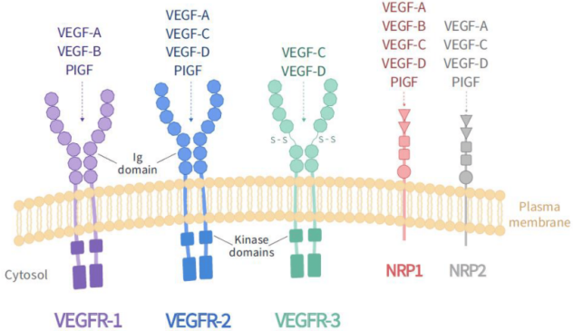 如何正确选择VEGF家族蛋白？攻略指南来了！
