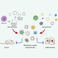 负载卡非佐米（CF）的PLGA纳米粒被中性粒细胞膜包裹