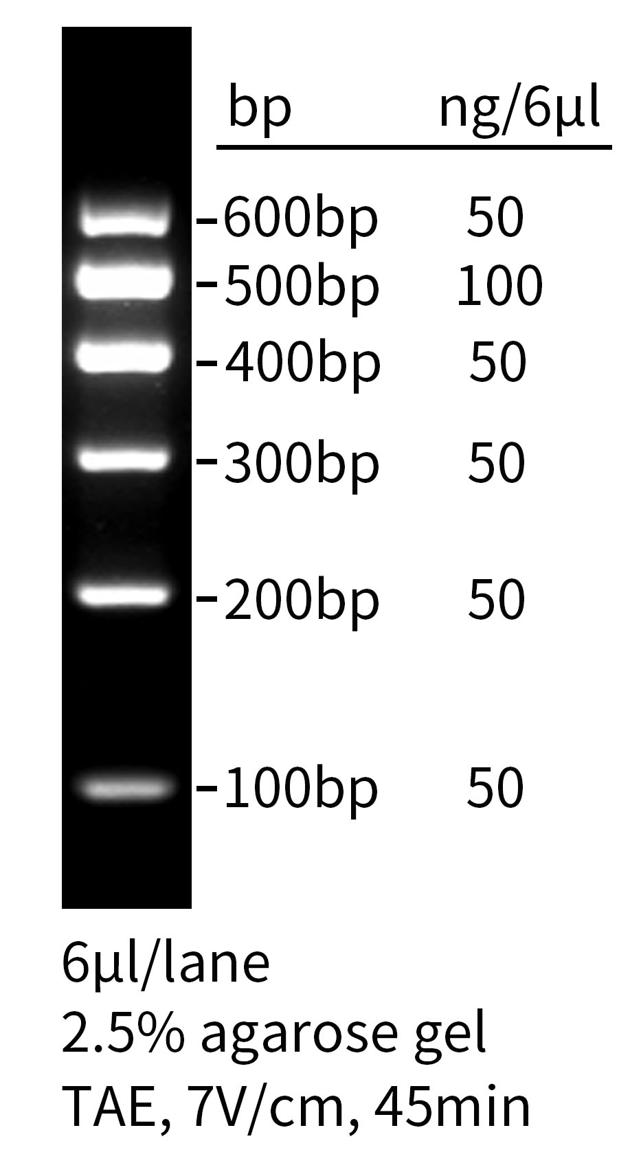 DNA Ladder (100-600bp, 6 bands