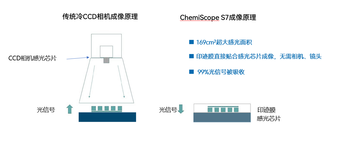 Western Blot 实验进阶 - 如何做好磷酸化蛋白WB 检测？