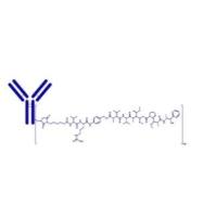 cAC10-vcMMAE 914088-09-8 抗体-药物偶联物 (ADC)  维布妥昔单抗