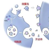 外泌体产品和服务